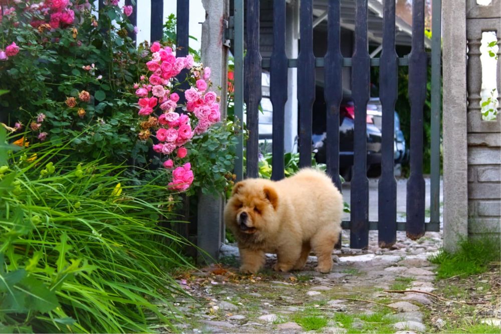 Ruda suczka chow chow
