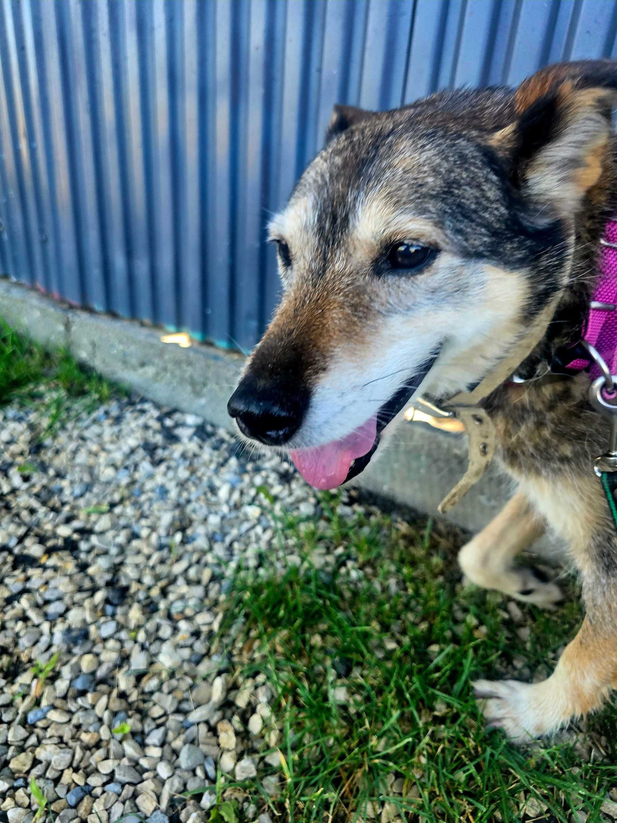 Bulochka - piękna i delikatna suczka szuka domu, adopcja, schronisko