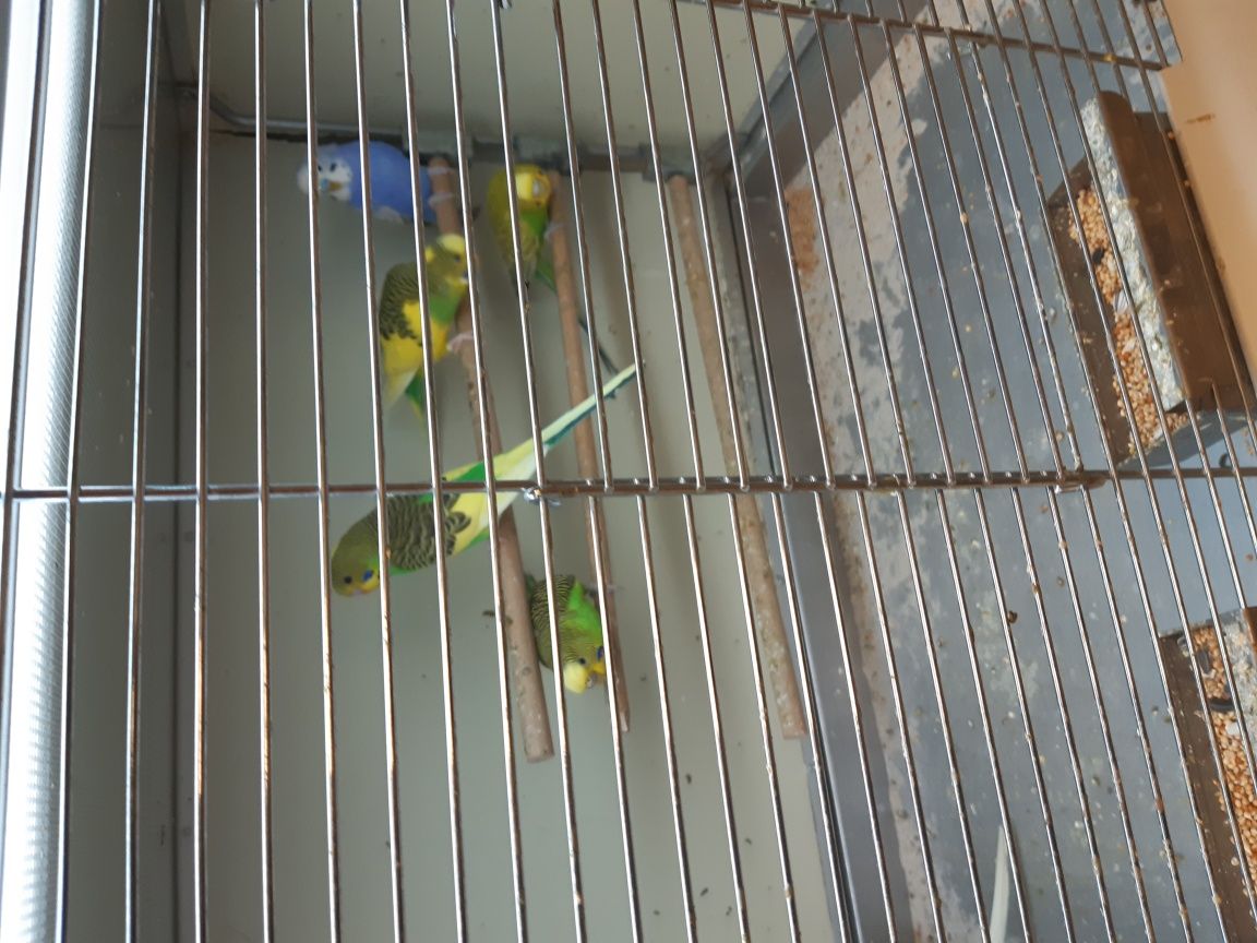 Papużki Faliste (różne kolory)