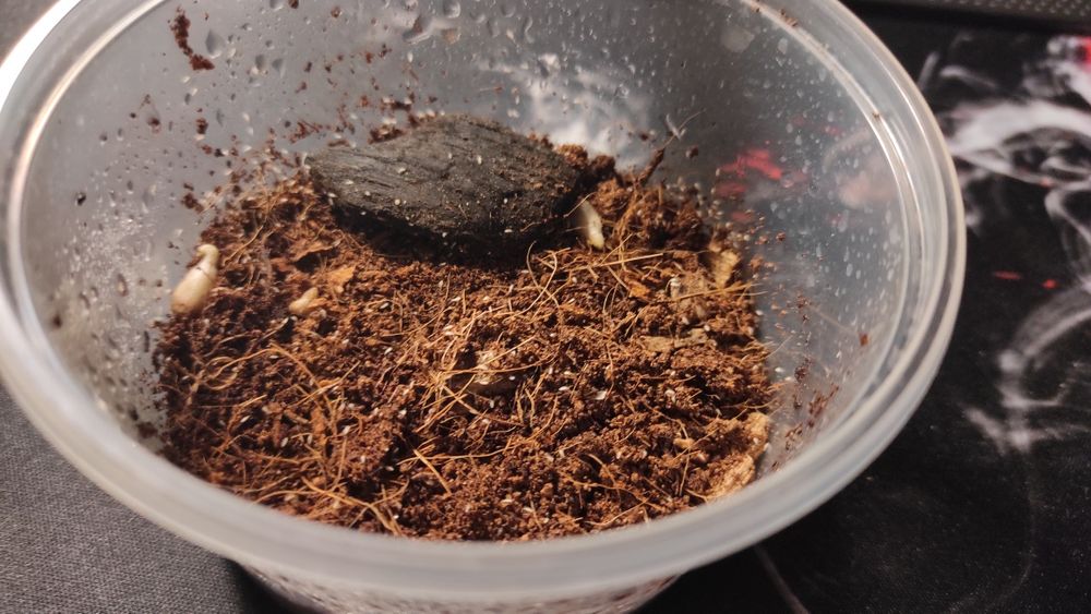 Skoczogonki - ekipa sprzątająca do terrarium