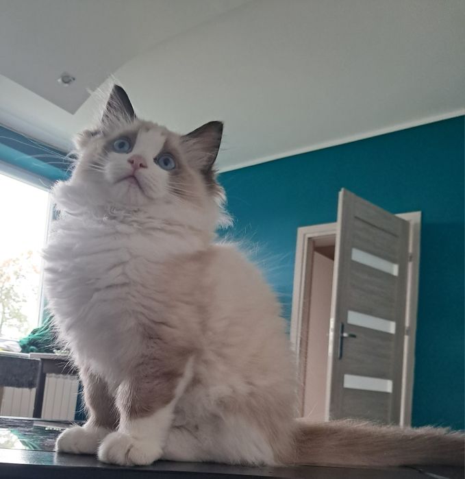 Piękny kocurek Ragdoll do hodowli