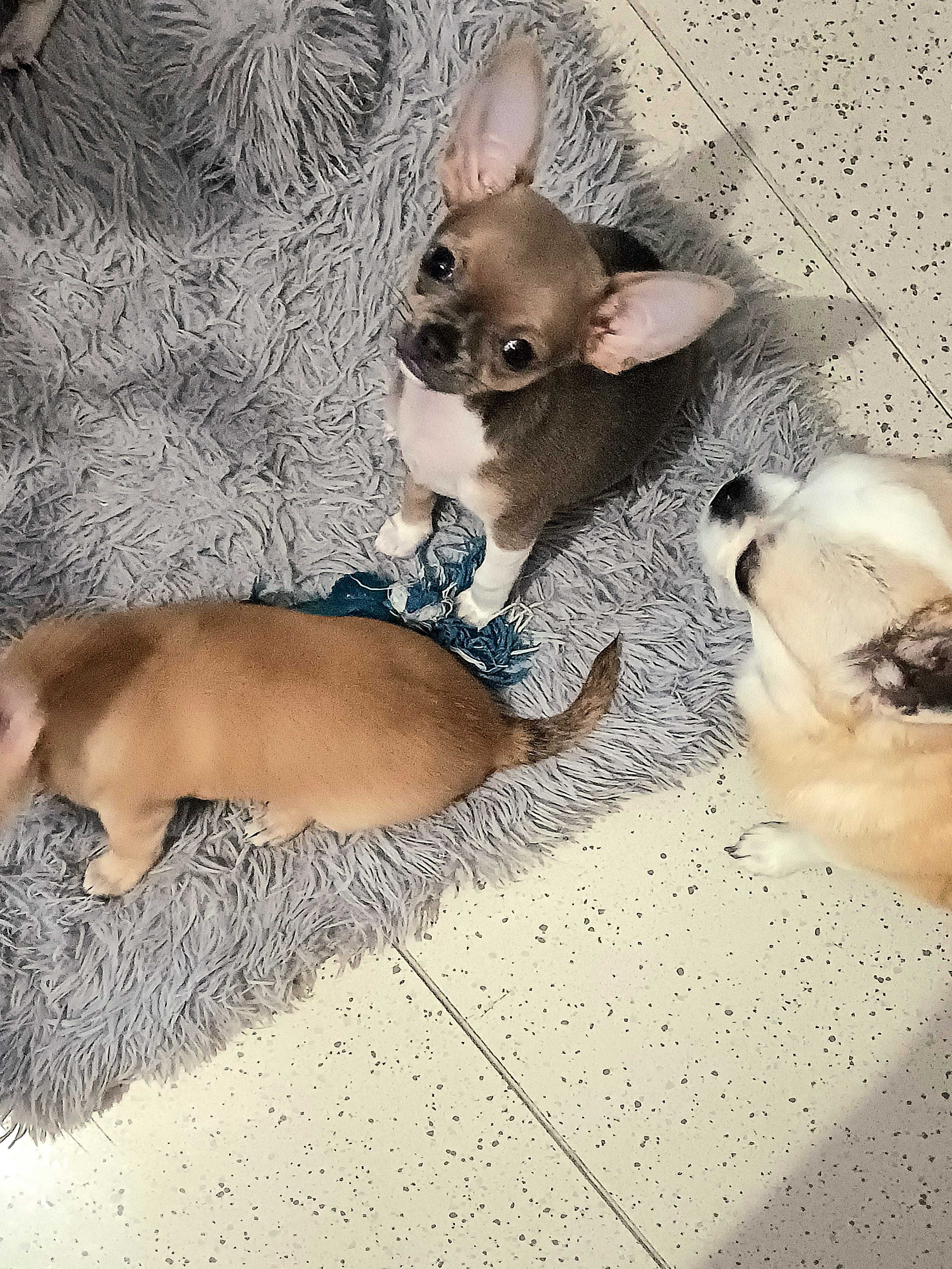 Chihuahua Niebieska Maleńka Piękność XSS Dziewczynka