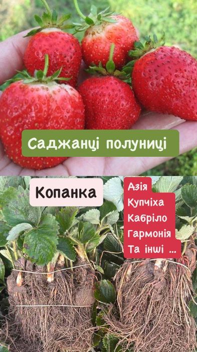 Саженцы клубники, малины, ежевики, винограда – доставка по Украине!