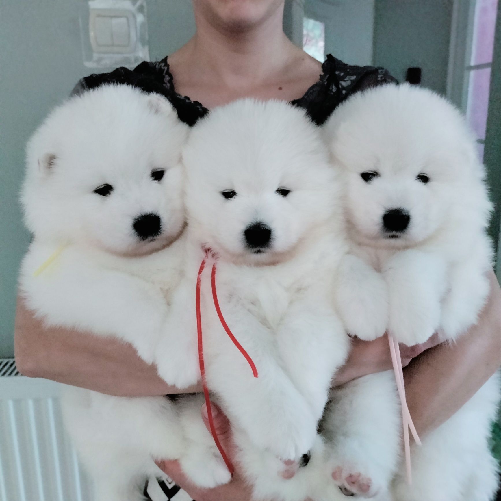 Samoyed Suczki ZKwP FCI