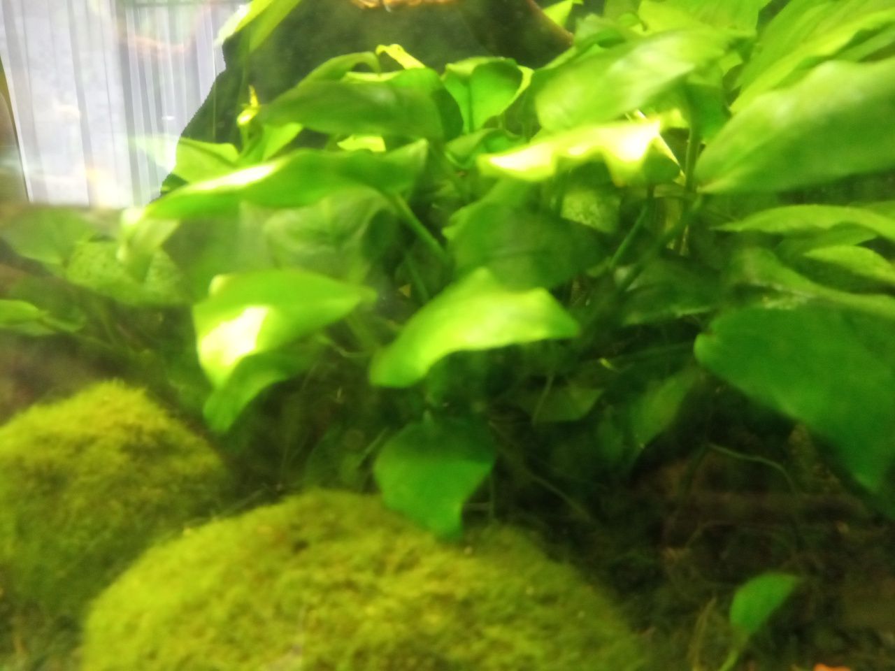 Anubias średni, ukorzeniona odnoga, łatwa uprawa