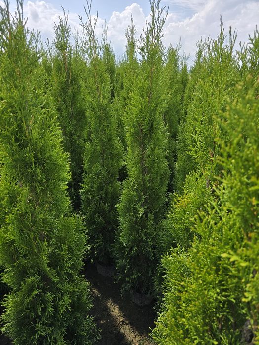 Tuja Smaragd 180 cm Dostawa gratis tuje 120  brabant częstochochowa
