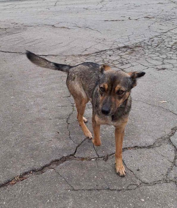 Отдам _ собаки_ щенки_ фрося