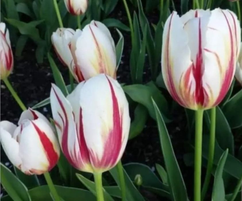 Wyprzedaż tulipanów