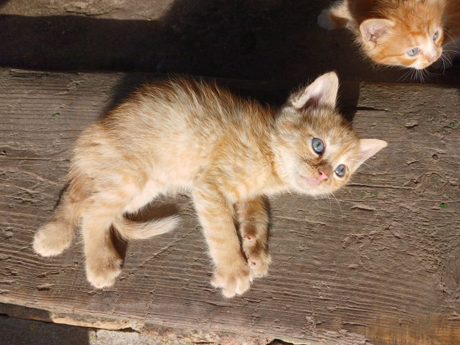 БЕЗКОШТОВНО віддам кошенят