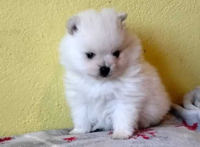 Sznaucer Miniaturowy Pomeranian Suczka