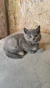 Kotka brytyjski krótkowłosy piękny kociak