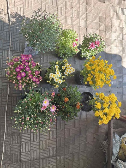 Хризантеми різні. Є подарункові комплекти з кашпо.