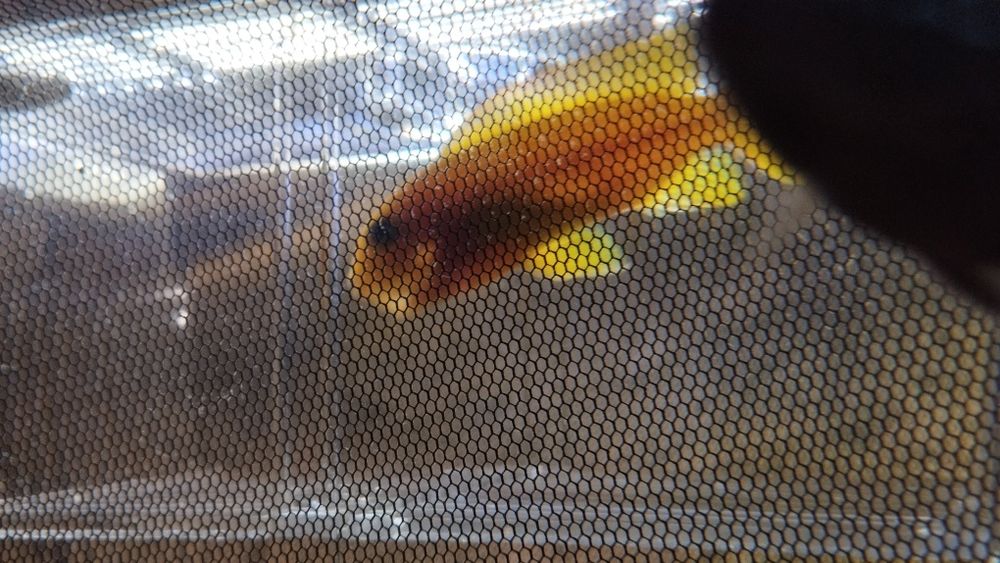 Pyszczaki Malawi Saulosi