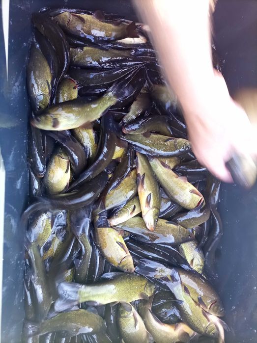 Lin kroczek  , amur karp Jesiotr węgorz