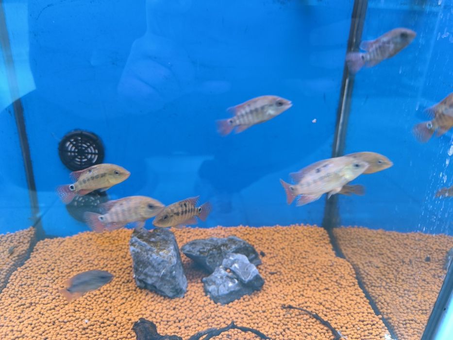 Mesoheros Festae (Red Terror)