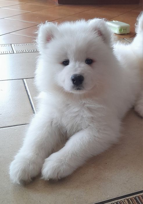 Samoyed samojed piesek do odbioru!