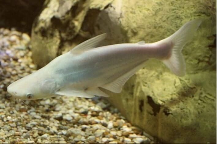 Pangasius Albino