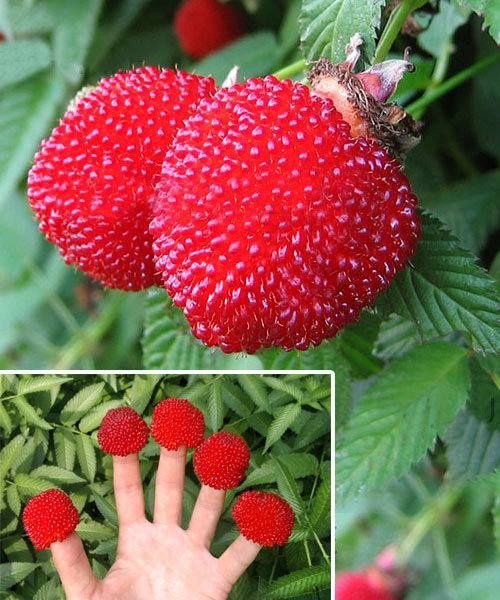 Тибетська малина “Мяо-Мяо” (Мяу Мяу]