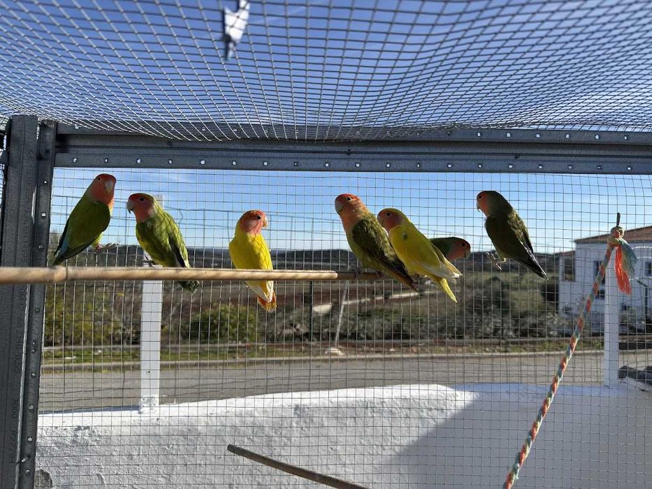 Roseicollis – Várias Mutações, Machos e Fêmeas