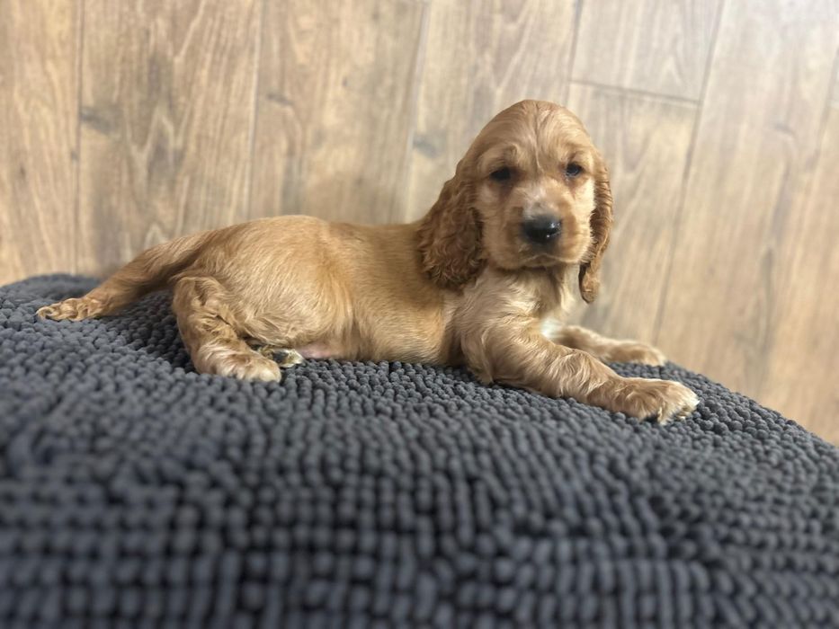 Cocker spaniel angielski.samczyk