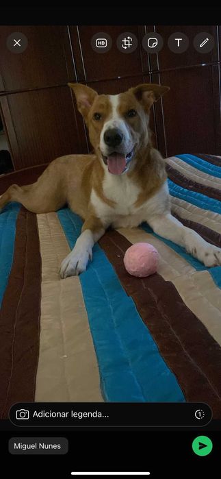 Dá se cadela com 3 anos