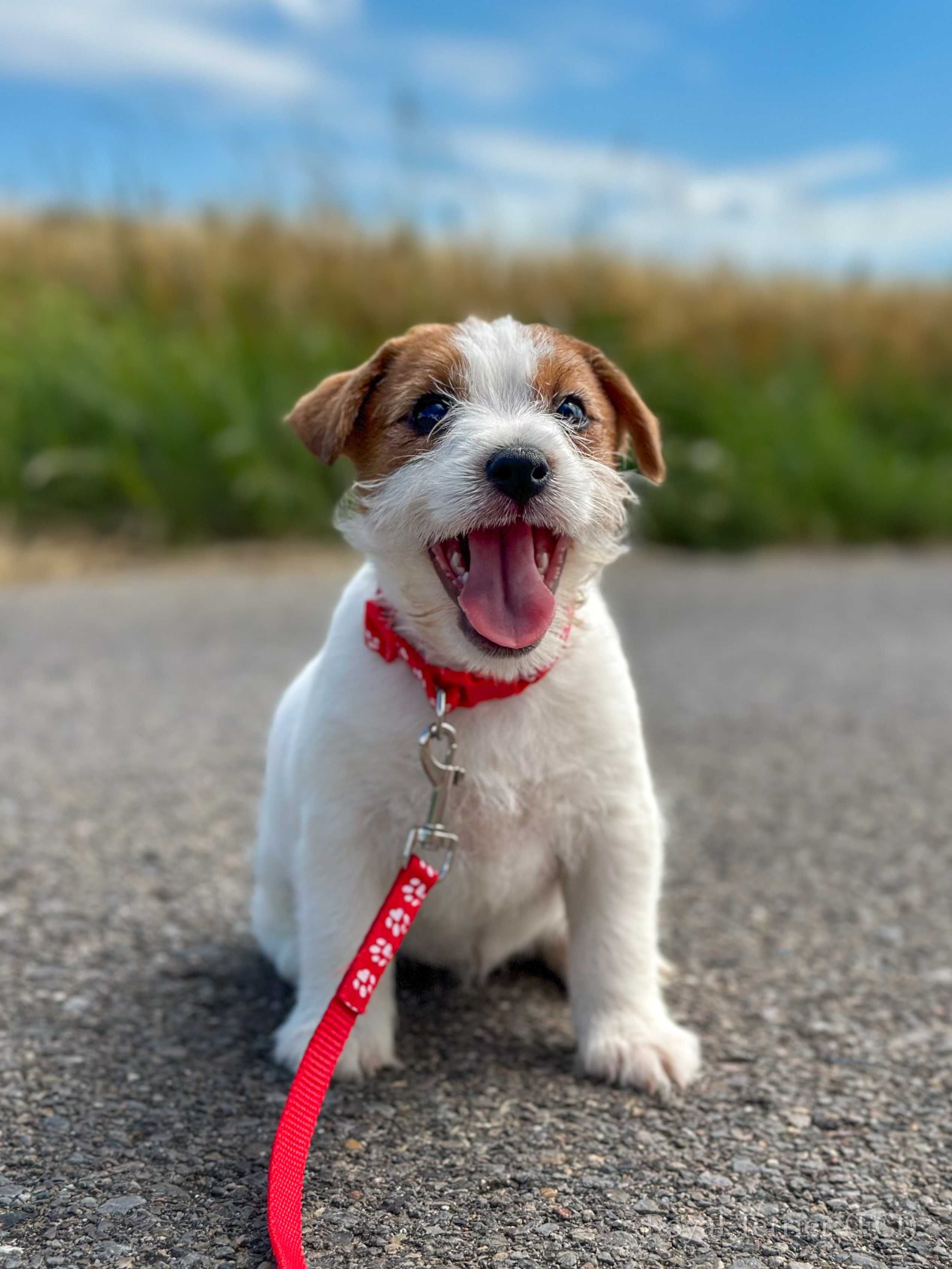 suczka Jack Russell terrier ZKWP/FCI szorstkowłosa