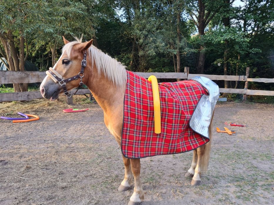 Wałach haflinger 3,5 roku