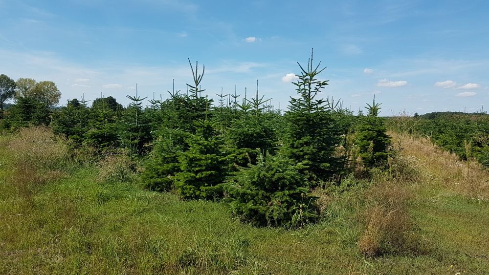 Choinki, jodła kaukaska, świerk srebrny, Cięte i w donicach