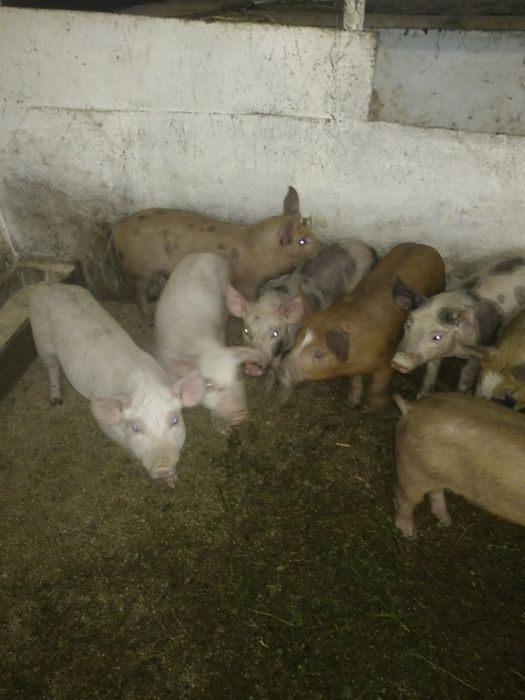 Продам поросята петрен дюрок