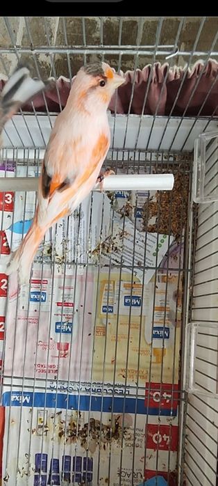 Duas  Fêmeas Arlequins  (2025)