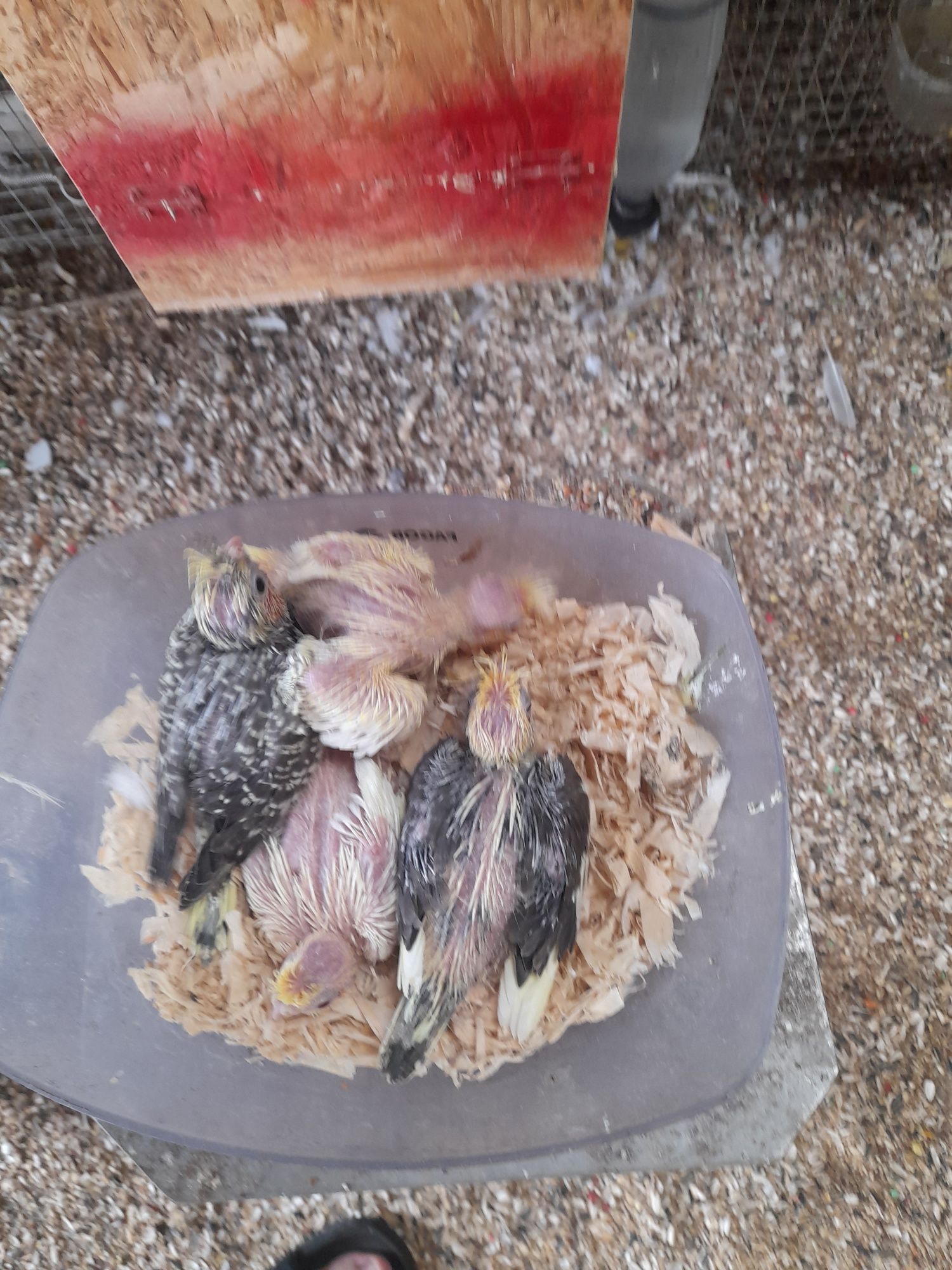 Caturra lutina bebé