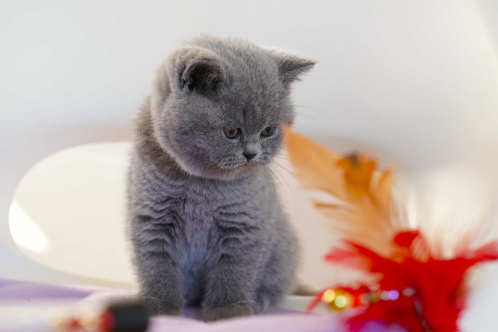 kocięta brytyjskie kot brytyjski kocur brytyjski kotka brytyjska