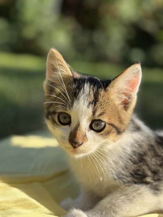 Кошенята хлопчики