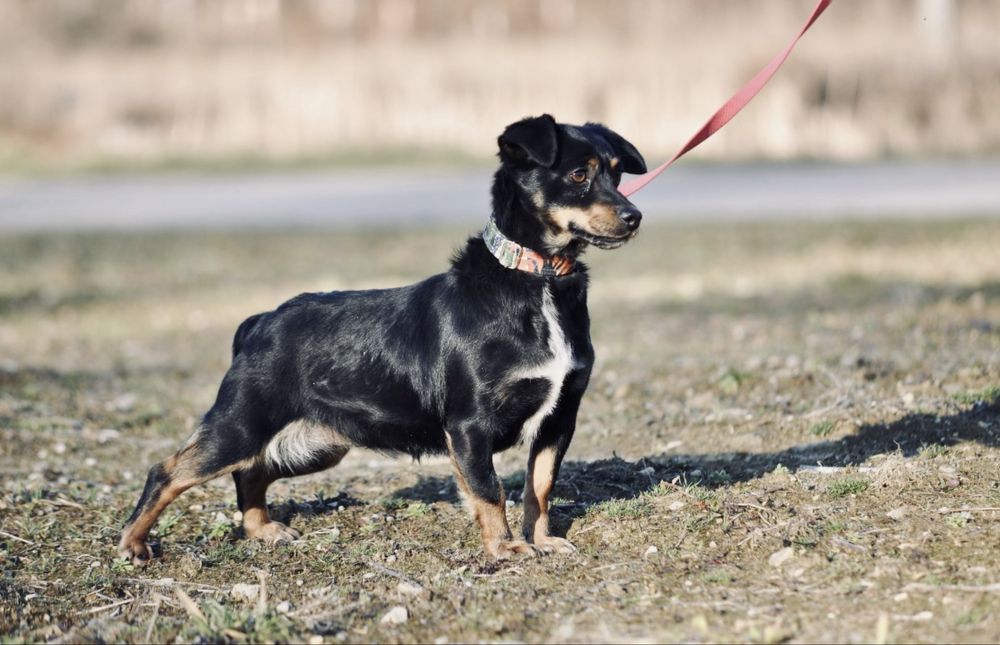 Lusia szuka domu!