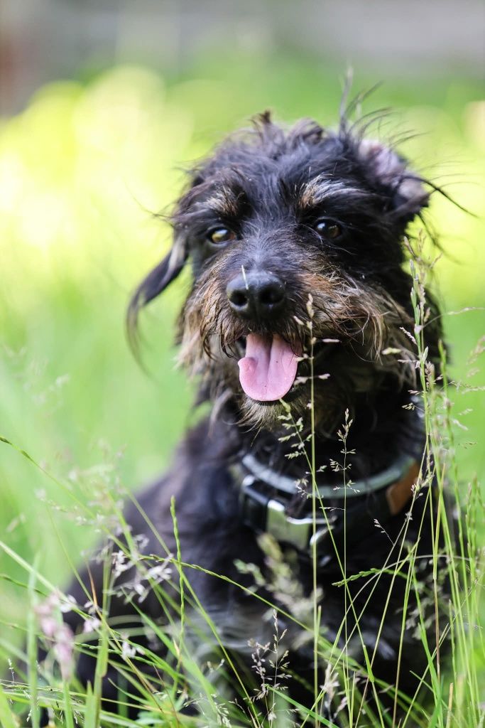 Toto do adopcji !!