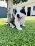 Sao Bernardo macho com Lop