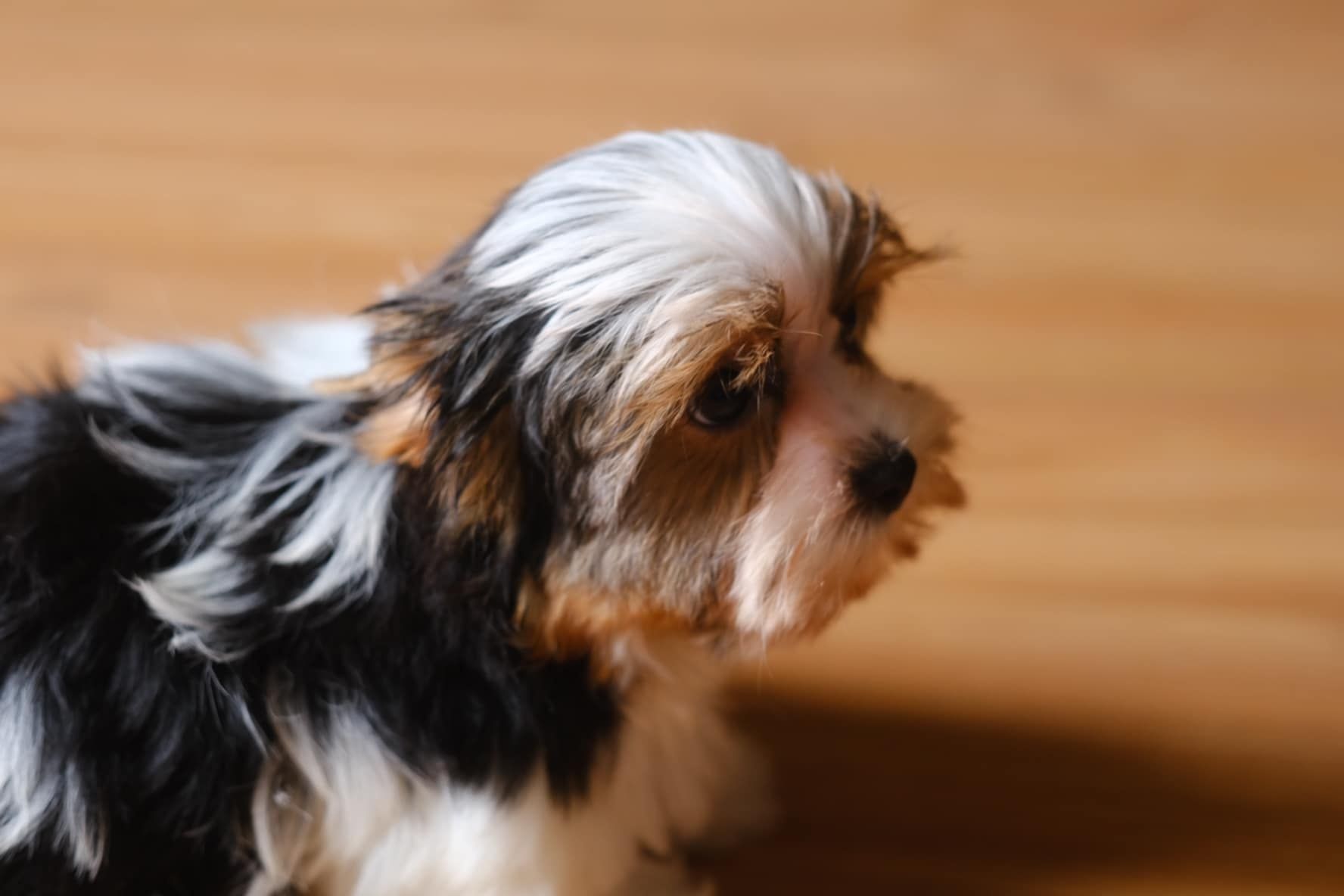 Piesek Yorkshire terrier biewer