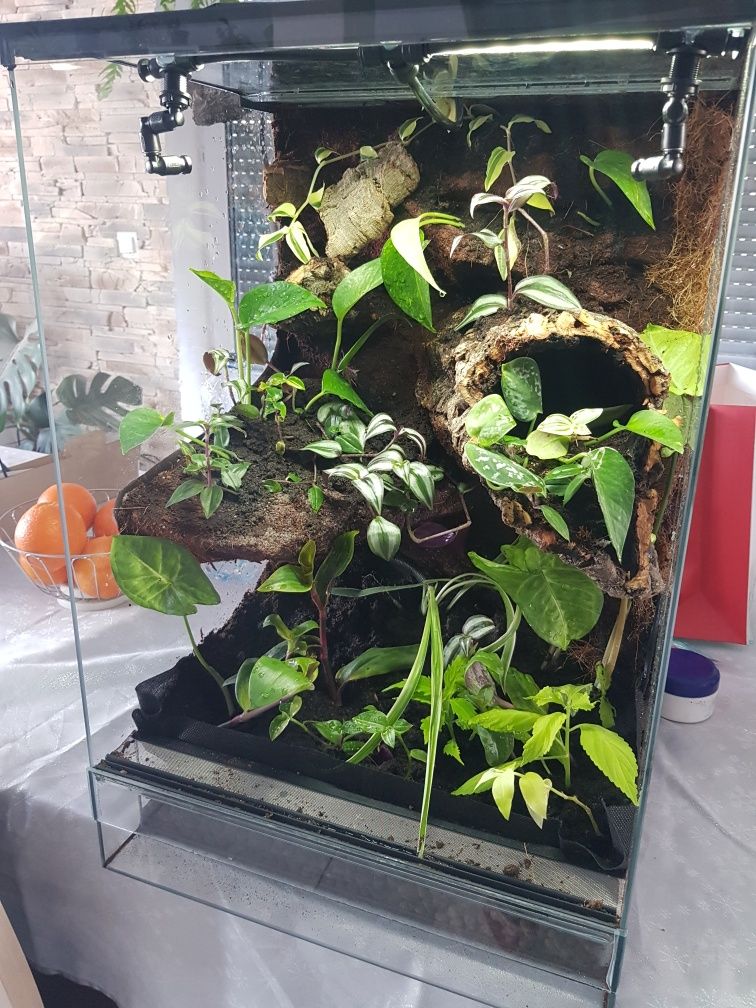 Terrarium tropikalne gekon jaszczurka