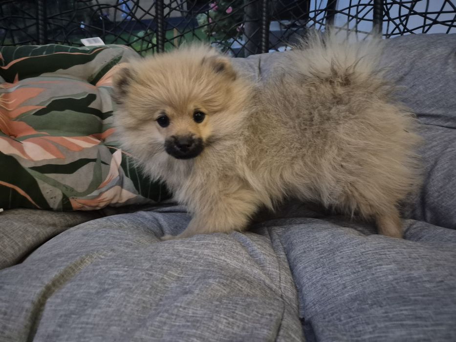 Szpic miniaturowy chlopak