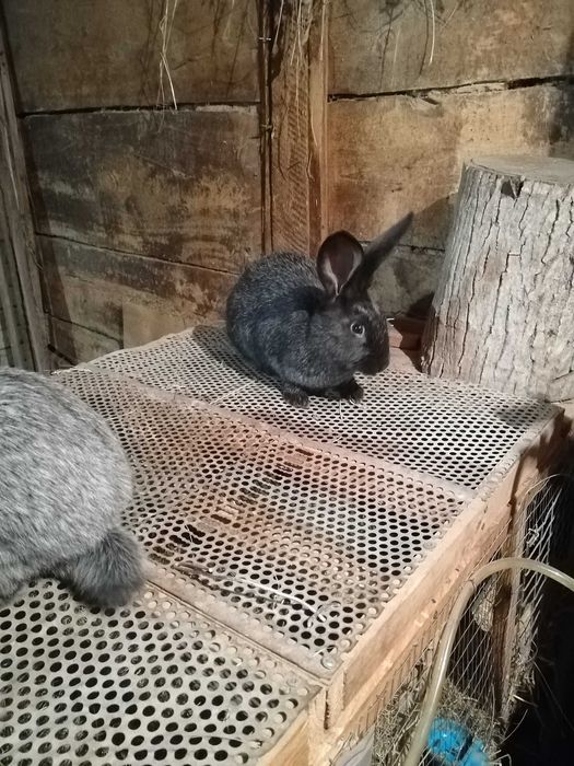 Продам кролів Потавське срібло