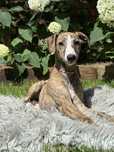 WHIPPET/suczka/krycie zagraniczne/unikatowy rodowód