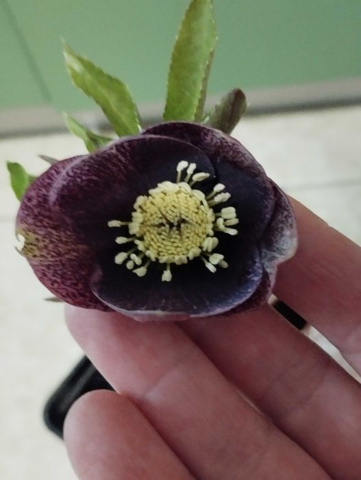 Морозники  чемерники