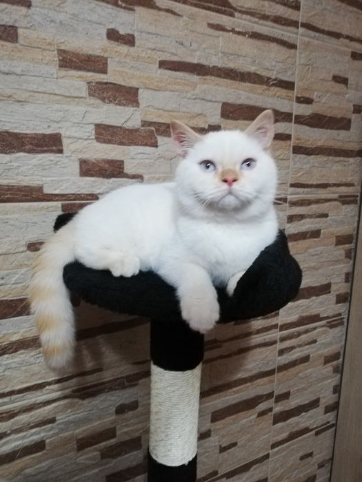 Kot kocięta koty brytyjski Gotowy do odbioru