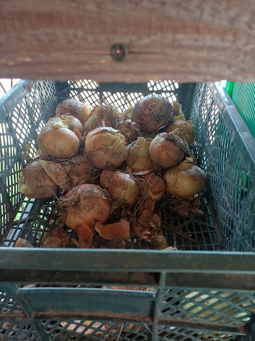 Warzywa-buraki,czosnek,pomidory,cebula,marchew