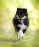 Owczarek szetlandzki (Sheltie) tricolor suczka ZKwP (FCI)