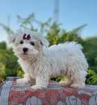 Fabulosa!! Bichon Maltês Fêmea