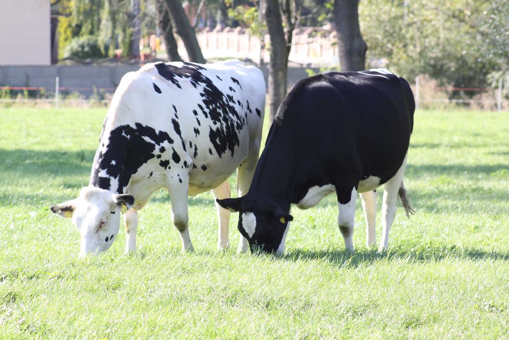 Jałowice hodowlane cielne