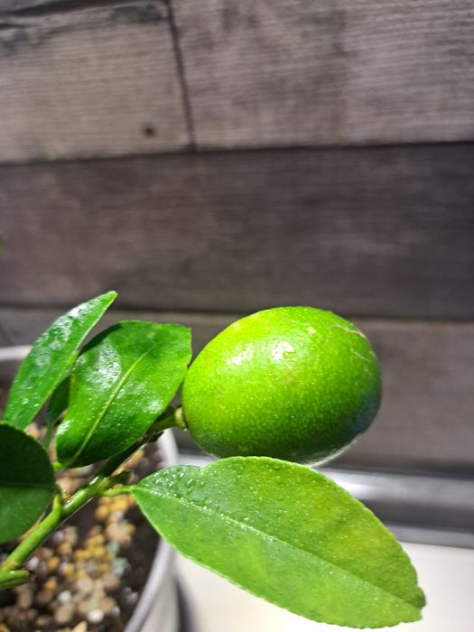 Лимон (лаймкват) "Таварес" з плодами