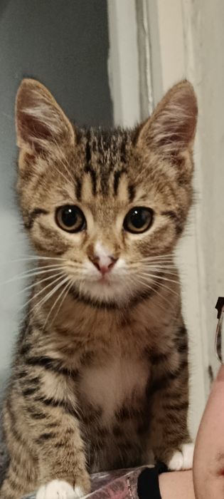 Кошеня в добрі руки