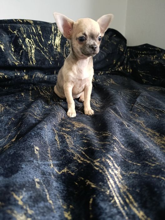 Suczka krótkowłosa chihuahua